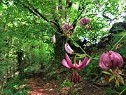 45 Lilium martagon (Giglio martagone) e maestosi faggi secolari